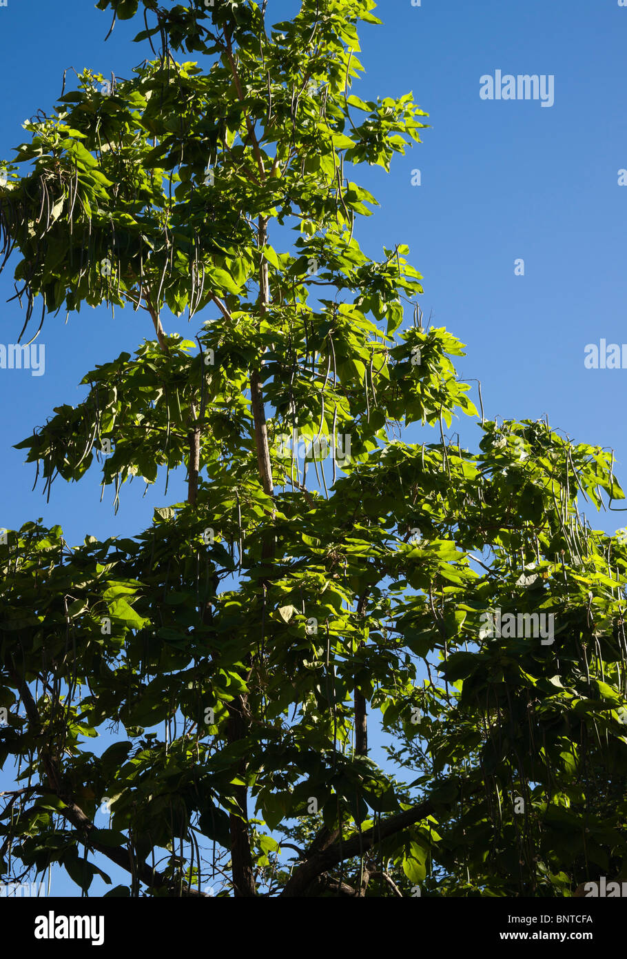 Sedona, Arizona, USA - indische Bohne oder Catalpa Baum wächst in Tlaquepaque Hof Stockfoto