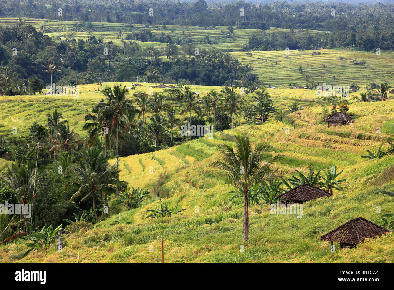 Indonesien, Bali, Jatiluwih, Reisfelder, Ackerland, Landschaft, Stockfoto