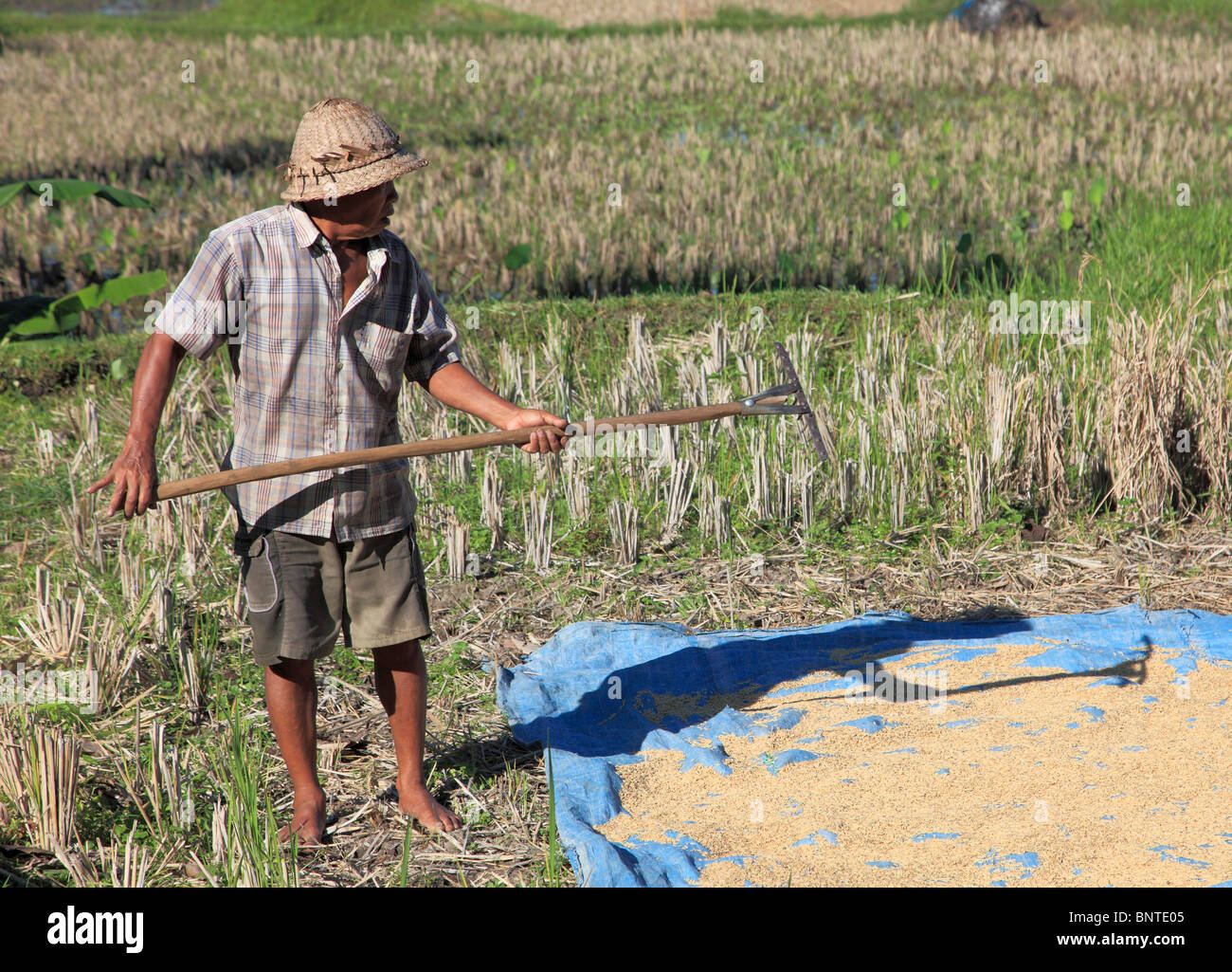 Indonesien, Bali, Ubud, Landwirt in einem Reisfeld arbeiten, Stockfoto