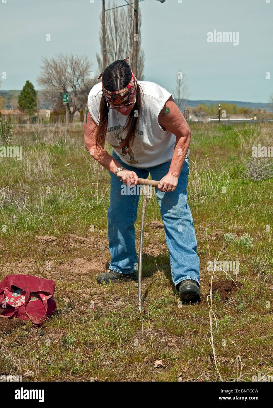 Diese Reife Native American Indian Frau mit langen Haaren und einem Stirnband ist Camas (Süßkartoffeln) manuell mit einem Stock Graben. Stockfoto