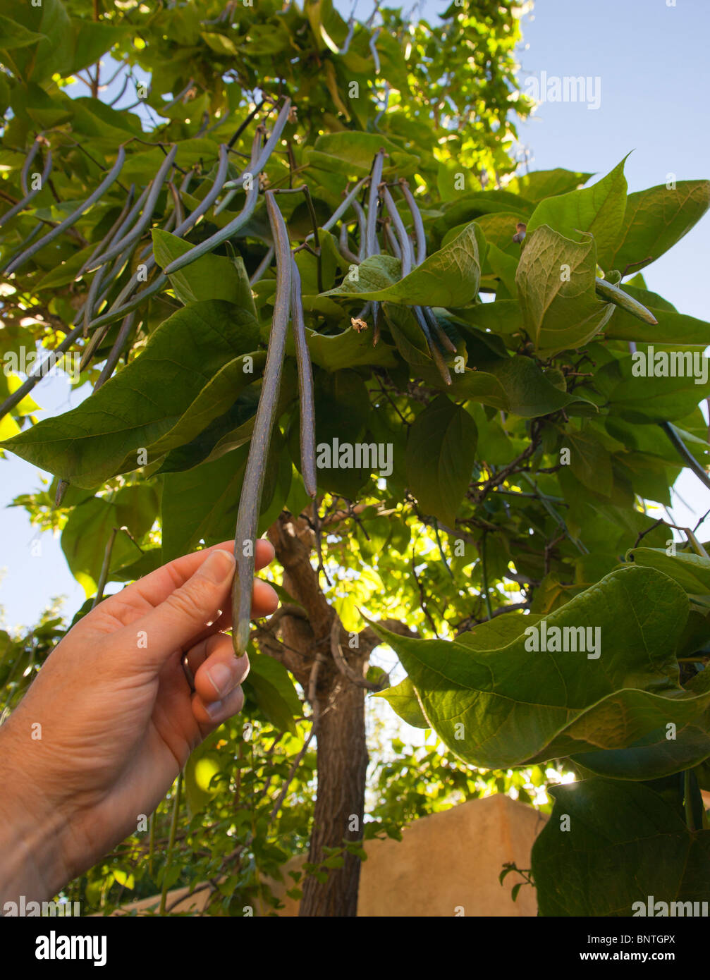 Sedona, Arizona, USA - indische Bohne oder Catalpa Baum wächst in Tlaquepaque Hof Stockfoto