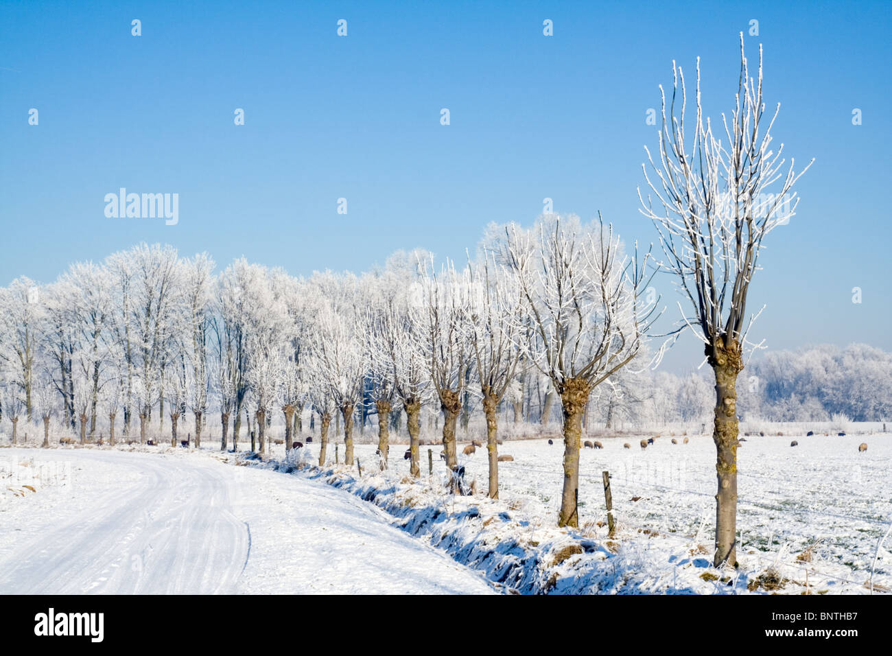 Schneebedeckten Pfad im Winter in den Niederlanden Stockfoto