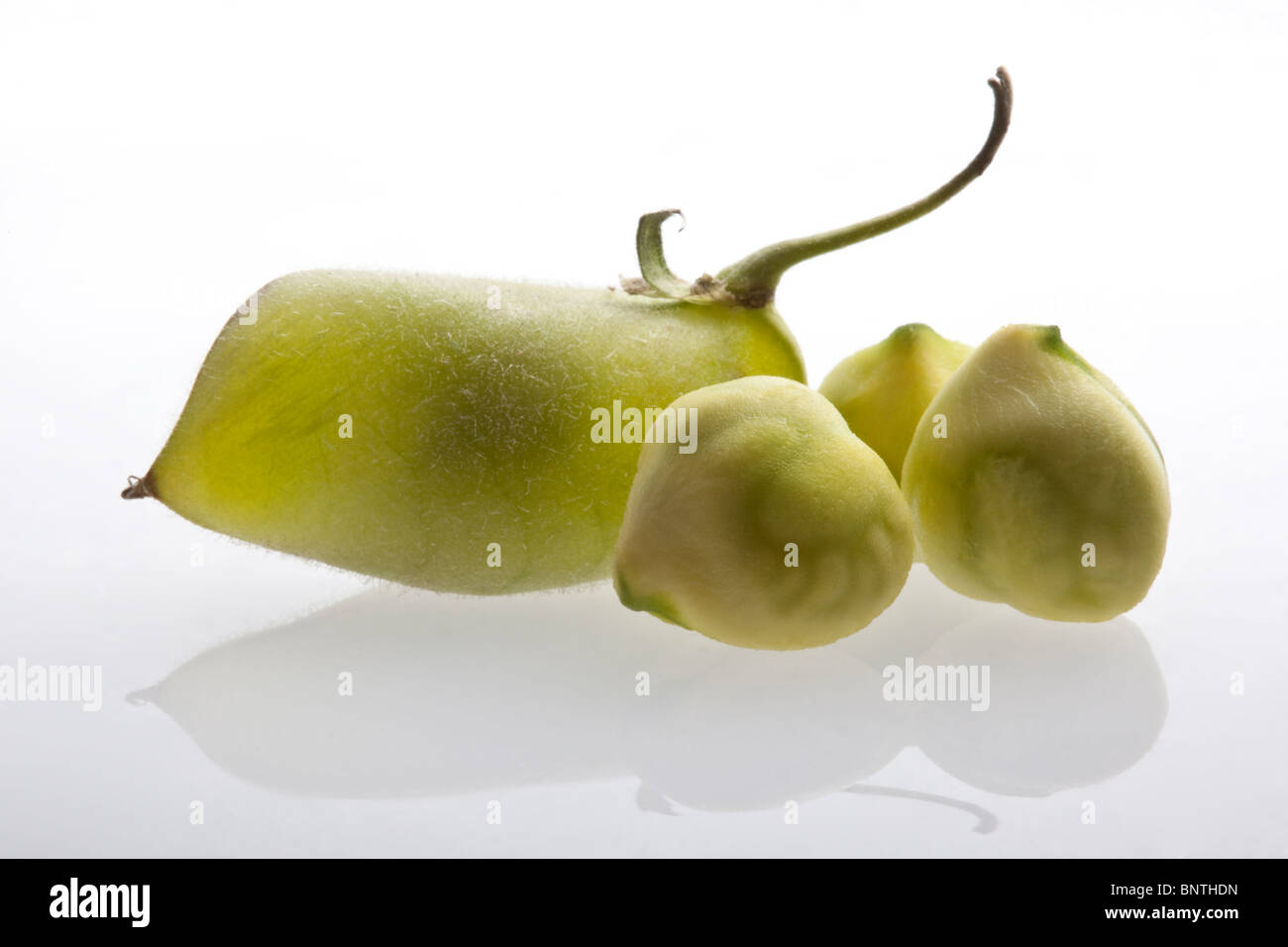Kichererbsen Stockfoto
