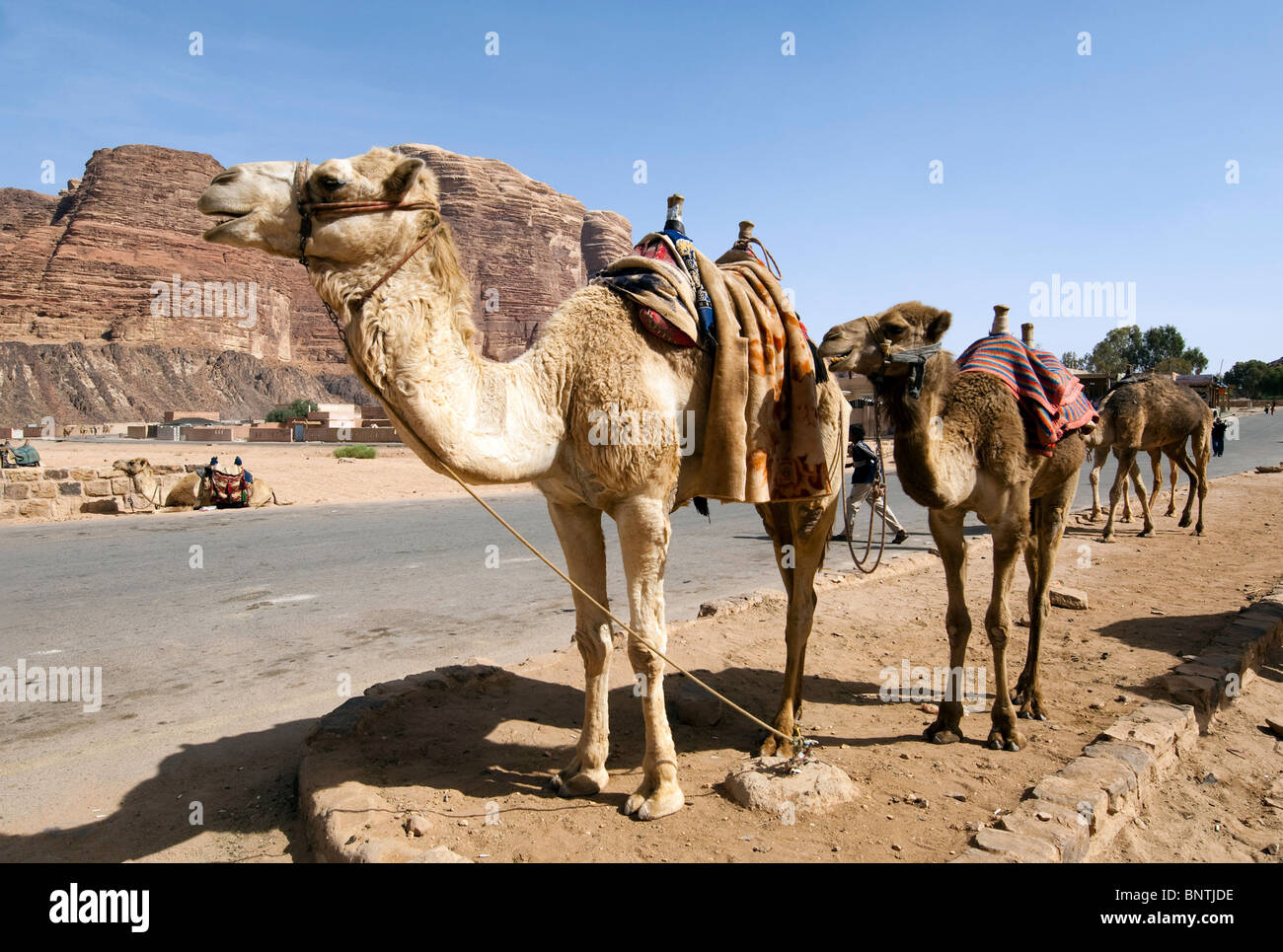 Wadi Rum Kamele Stockfoto