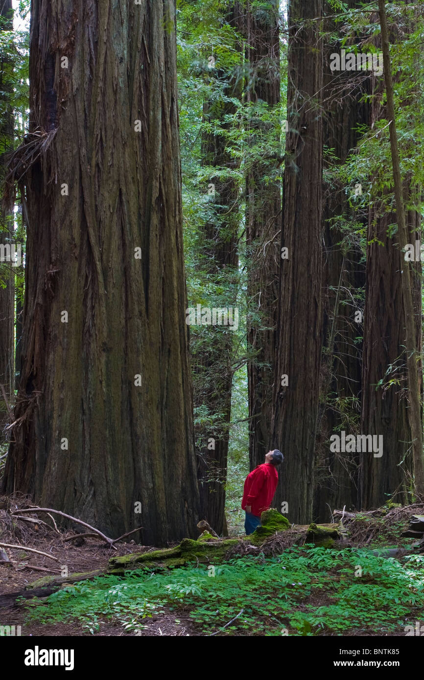 Frau in rot blickte Redwood-Bäume im Humboldt Redwoods State Park in Nord-Kalifornien Stockfoto
