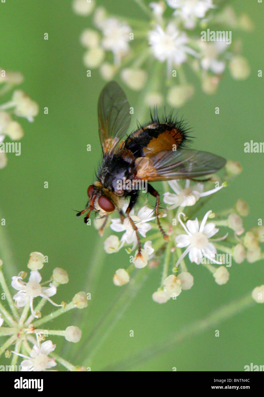 Tachinid Fly, Tachina Fera, Tachininae, Tachinidae, Diptera Aka Laus fliegen, Fieber fliegen, Tachnid auf Stängelpflanzen. Eine parasitäre Fliege Stockfoto