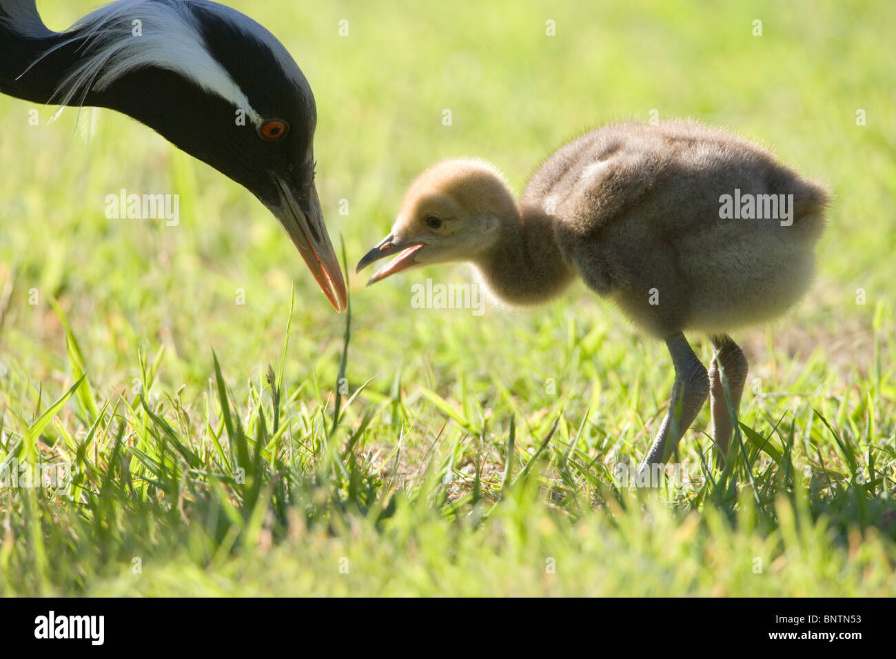 Demoiselle Kräne (Anthropoides Virgo). Fünf Tage alten Küken mit übergeordneten Nahrungsmitteleinzelteil nehmen angeboten Stockfoto