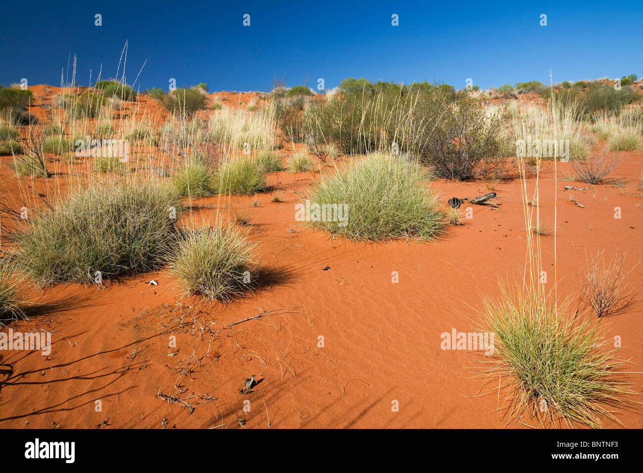 Trockenen Wüstenlandschaft von Zentralaustralien. Lasseter Highway, Northern Territory, Australien. Stockfoto
