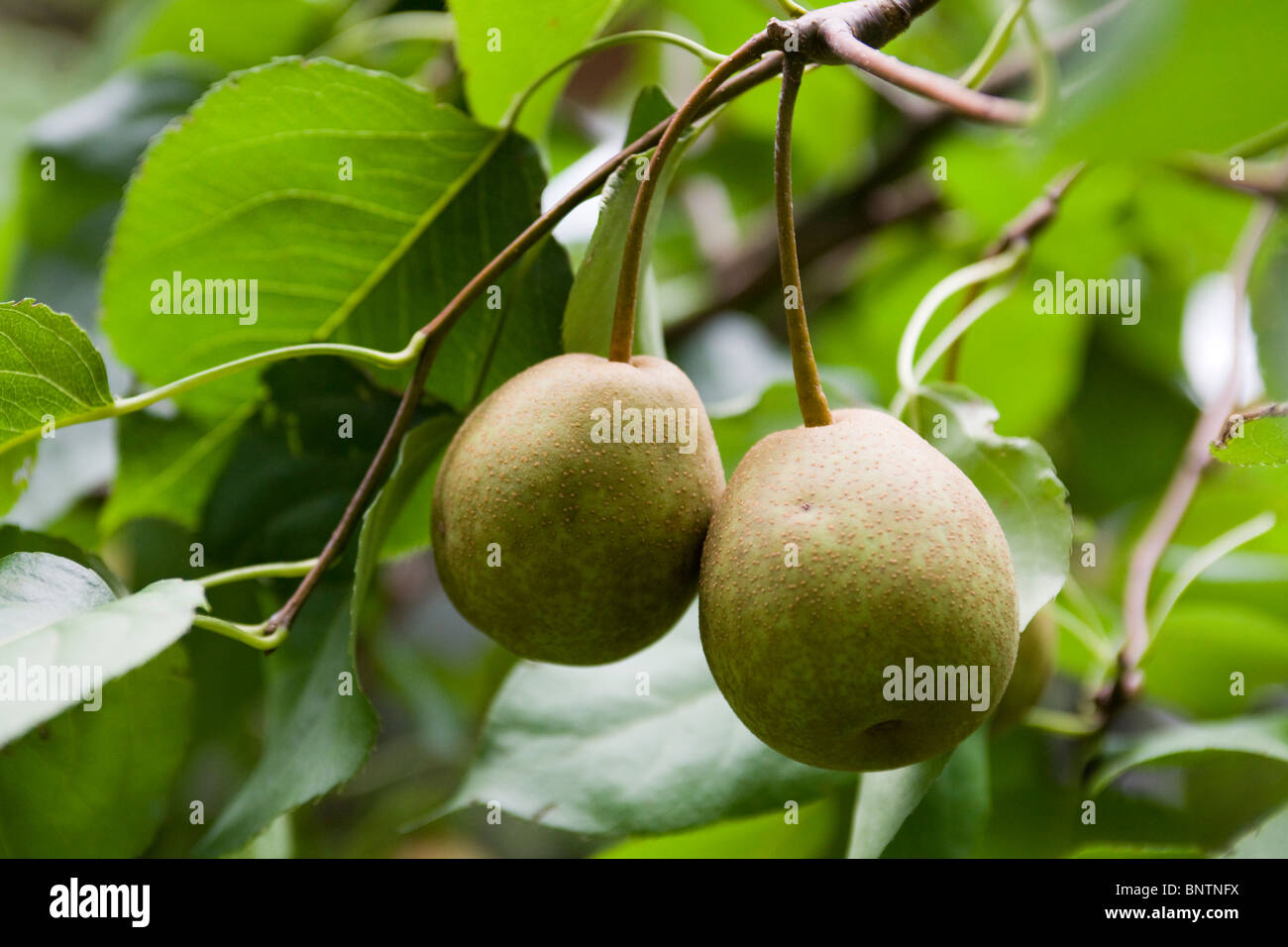 Asiatische Birnen auf Ast Stockfoto