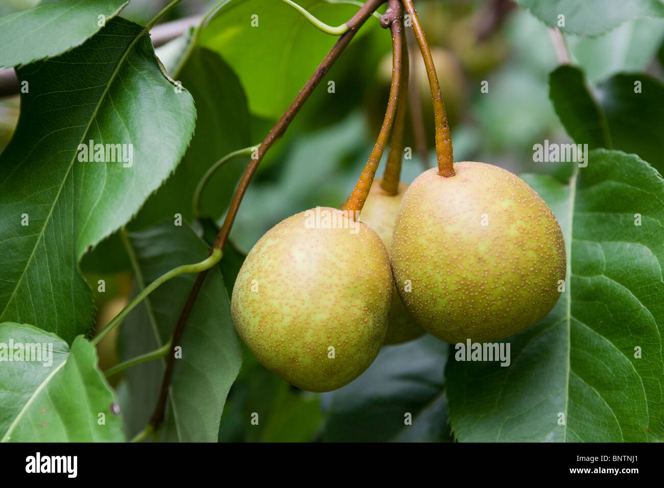 Asiatische Birnen auf Ast Stockfoto