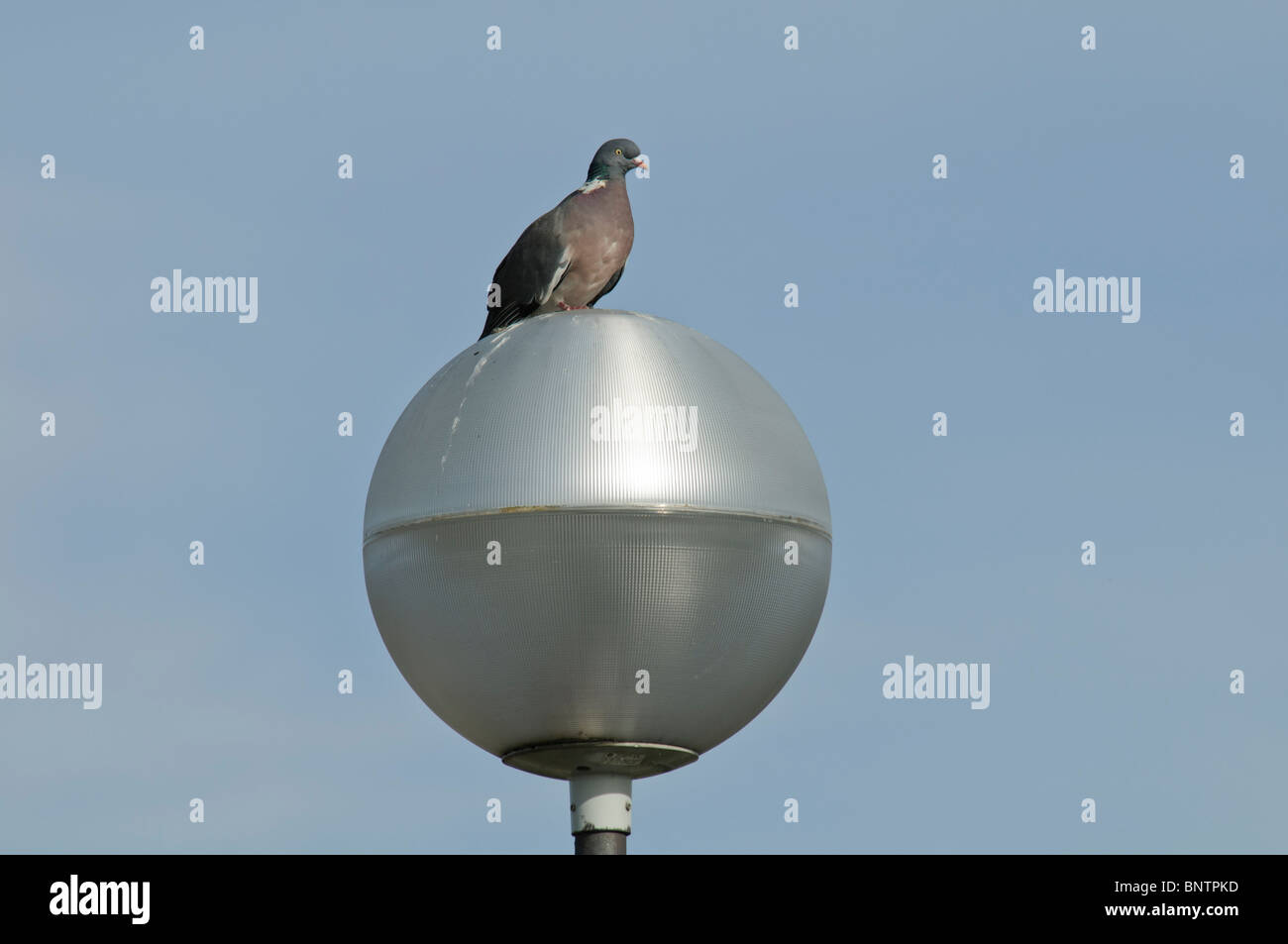 Woodpigeon Columba Palumbus sitzt auf einer Straßenlaterne Stockfoto