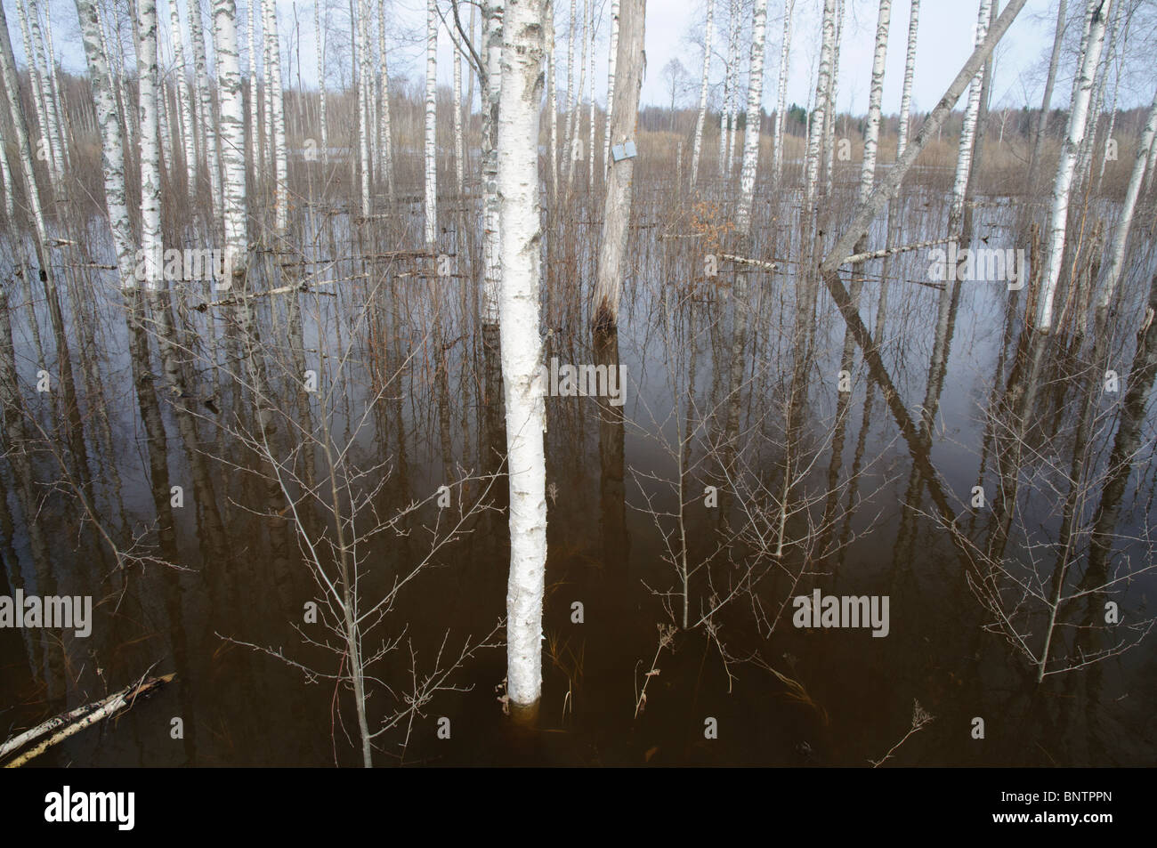 Birkenwald im zeitigen Frühjahrsüberschwemmungen Stockfoto