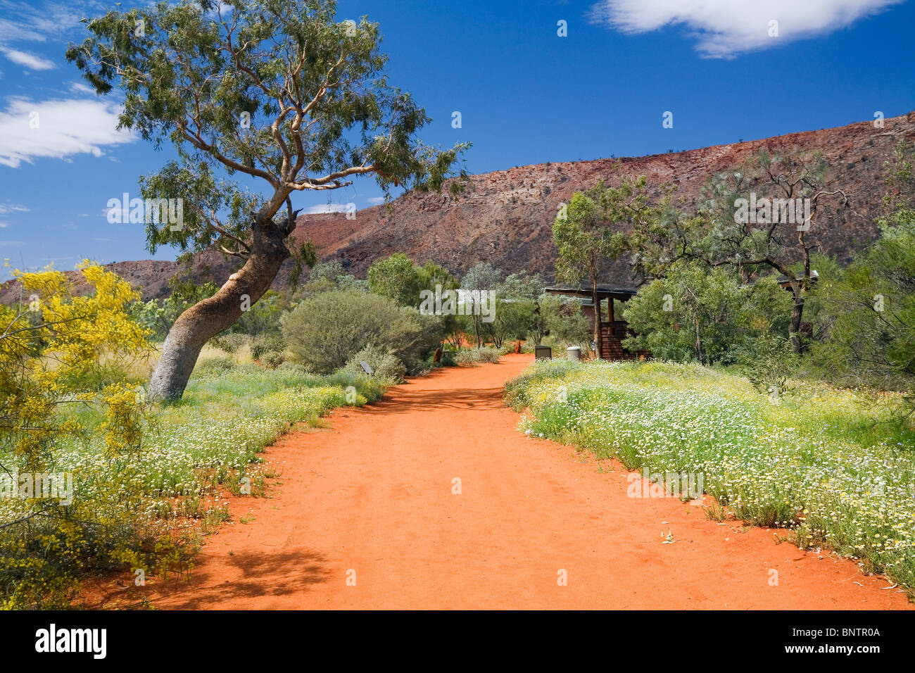 Alice Springs Desert Park.  Alice Springs, Northern Territory, Australien. Stockfoto