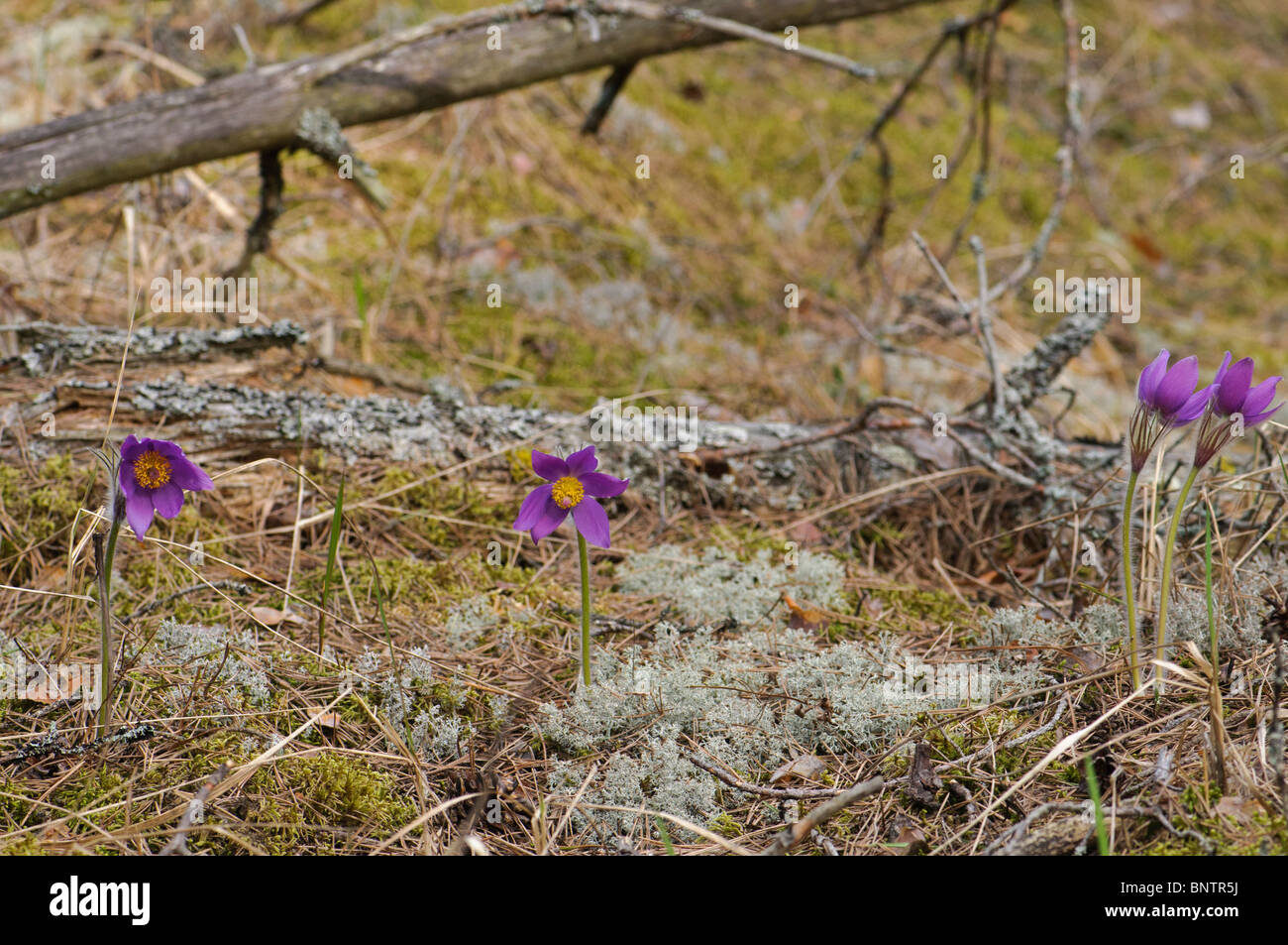 Östliche Pasqueflowers Pulsatilla Patens auf Waldboden wächst Stockfoto