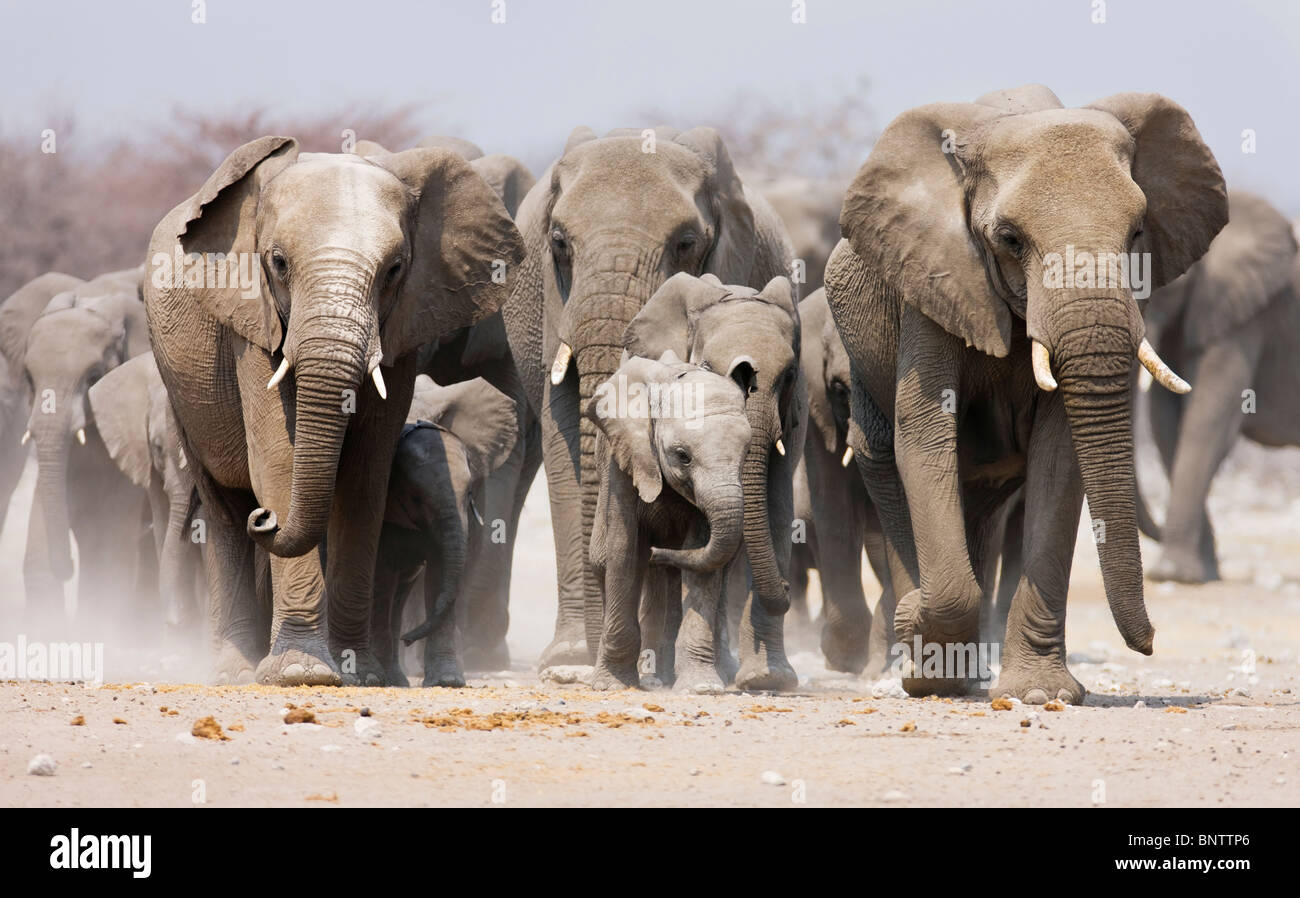 Großen Elefantenherde nähert sich über die staubigen Ebenen des Etosha National Park Stockfoto