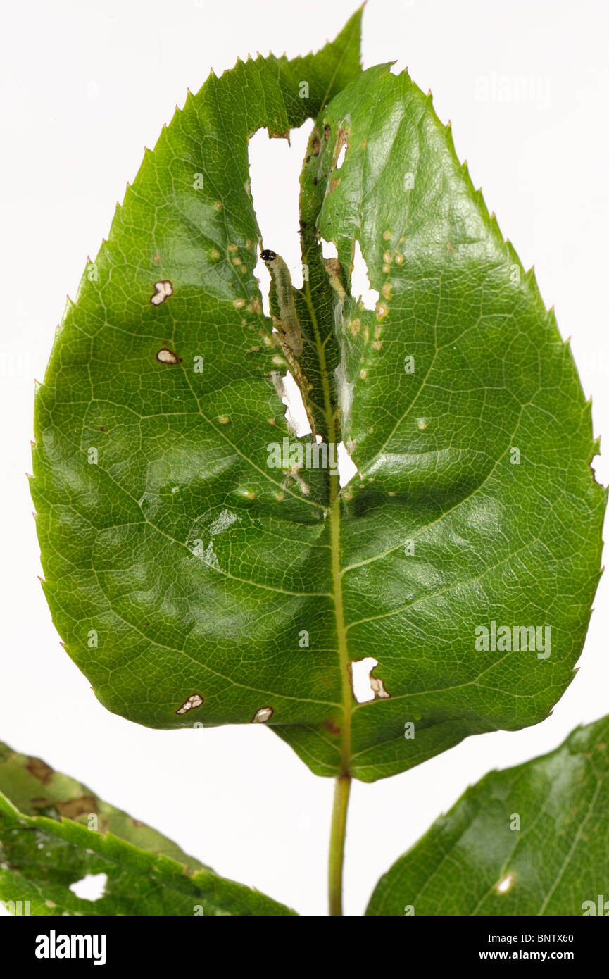 Rose Tortrix (Archips Rosana) Caterpillar in Schwimmhäute und beschädigt Rosenblatt Stockfoto