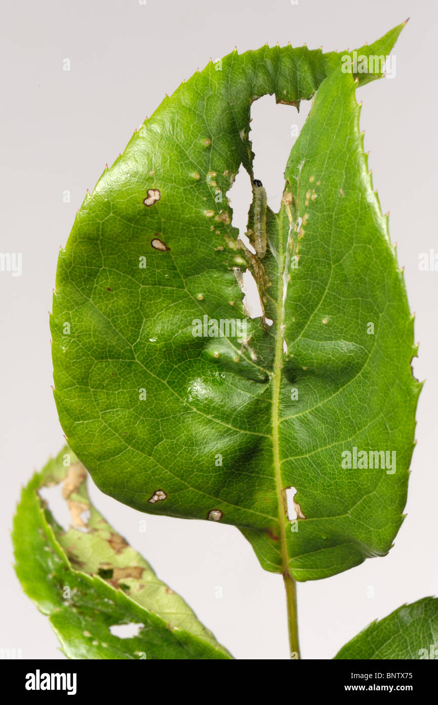 Rose Tortrix (Archips Rosana) Caterpillar in Schwimmhäute und beschädigt Rosenblatt Stockfoto