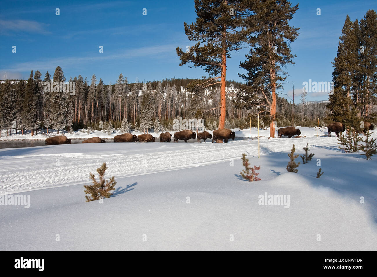Bisons im Yellowstone-Nationalpark im winter Stockfoto