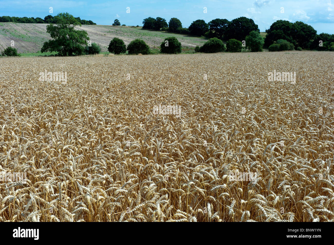 Reife Weizenfelder in Kent, Winzer erwarten einen niedrigen Ertrag aufgrund der trockenen Witterung, mangelt es auch eine Welt Stockfoto