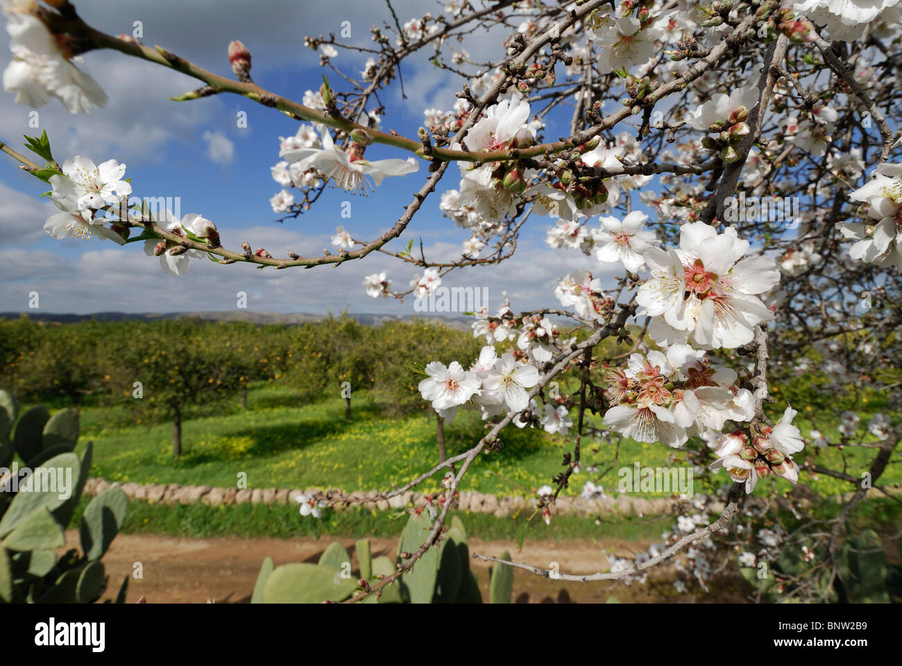 Almond blossom sicily Fotos und Bildmaterial in hoher Auflösung Alamy