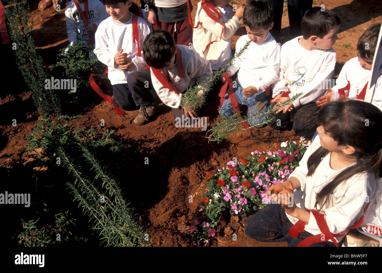 Israel, Baumpflanzung im Tu B'shvat Urlaub Stockfoto