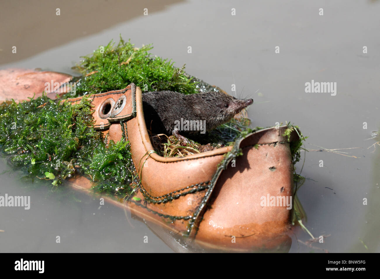 Wasser-Spitzmaus, Neomys Fodiens, einzelne Zähmung in alten Schuh geworfen in Wasser, Warwickshire, Juli 2010 Stockfoto