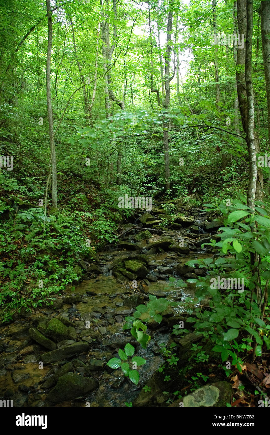 Kentucky Wäldern rund um Barthell coal Mining Camp. Stockfoto