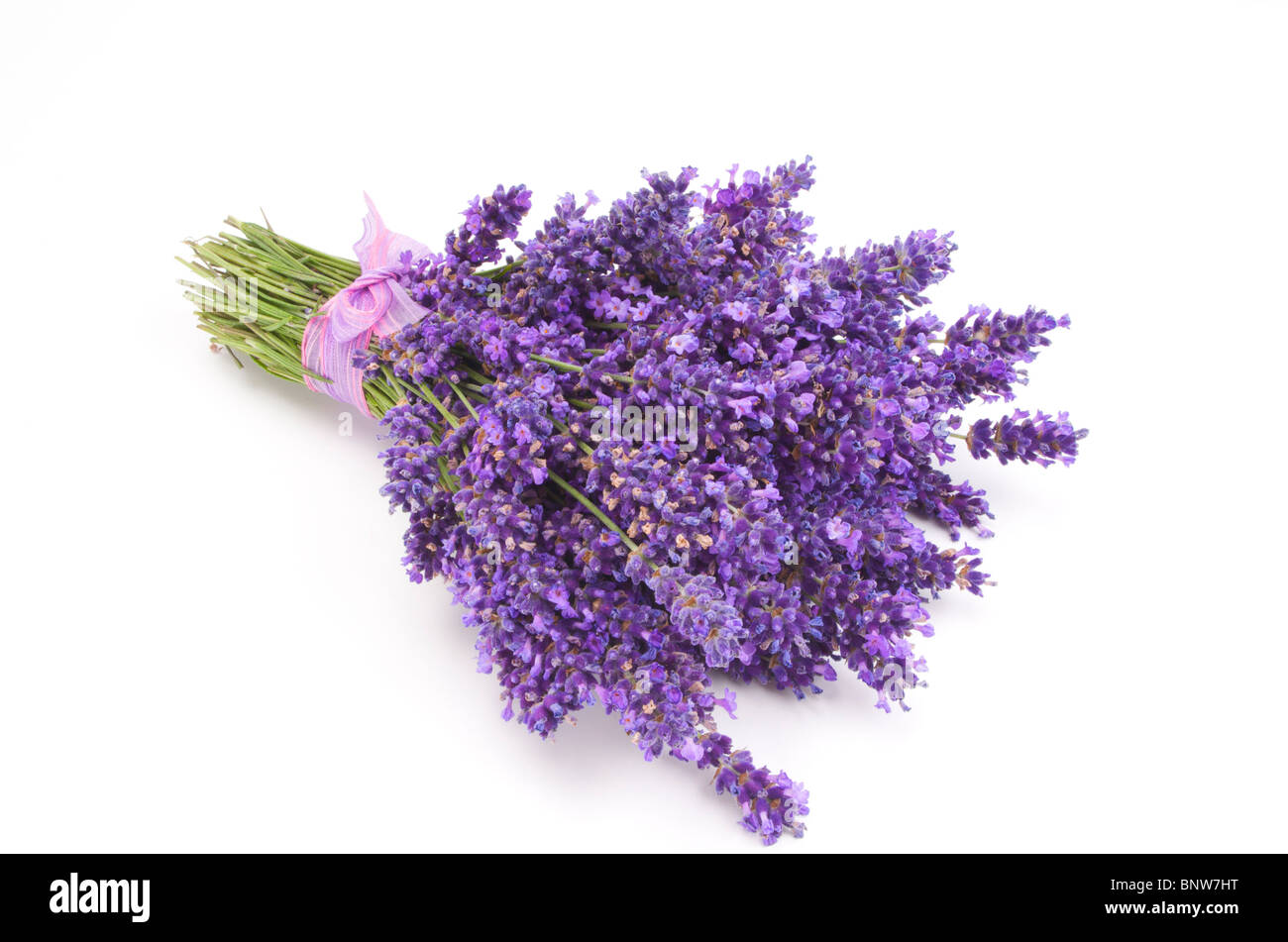 Reihe von Lavendel Stockfoto
