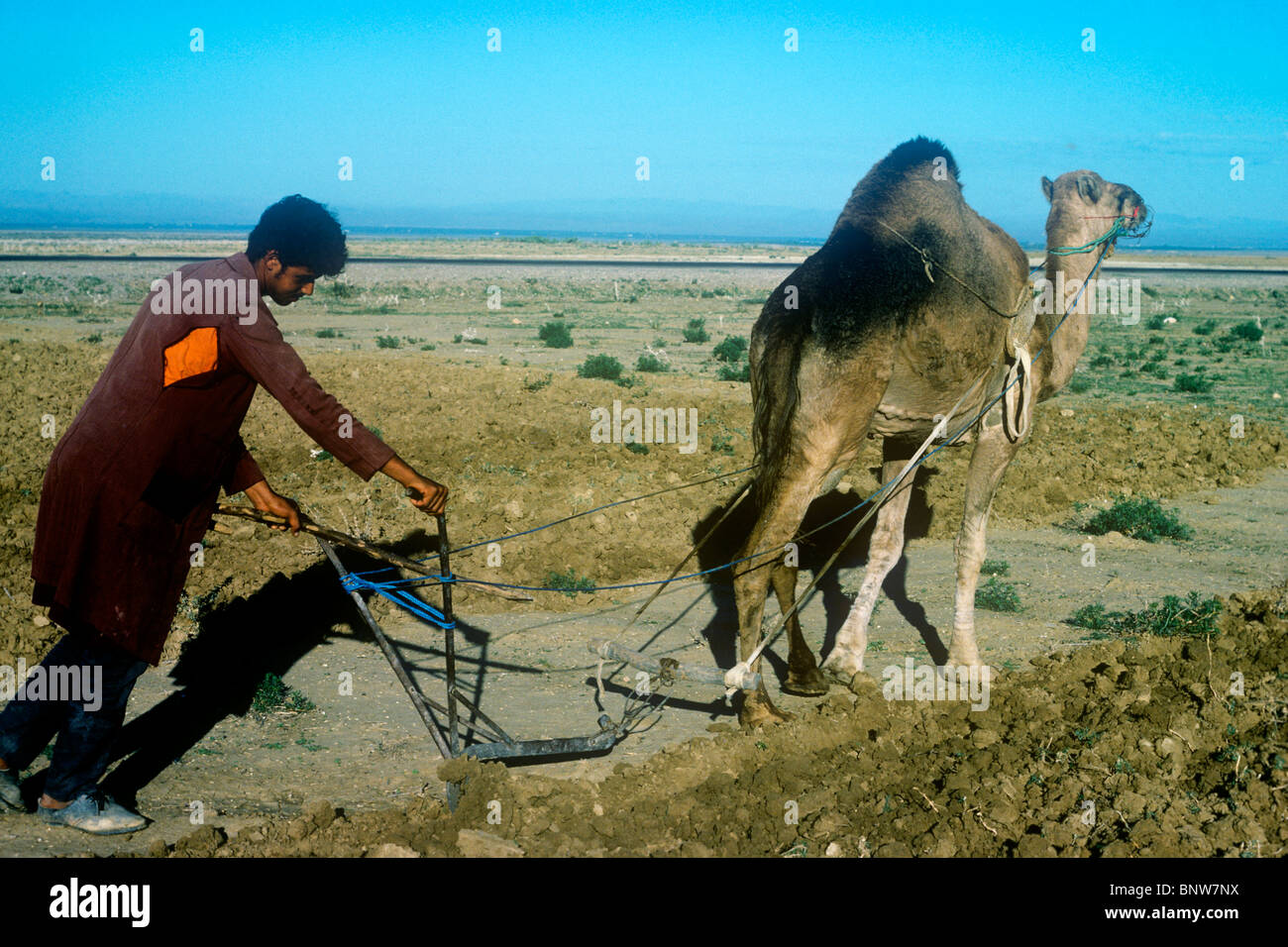 Ein Mann mit einem Kamelpflug im Landesinneren von Tunesien 1984 Stockfoto