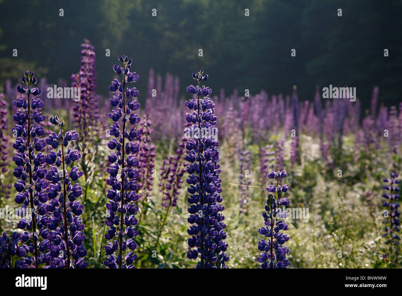 Lupine Festival in Sugar Hill, New Hampshire, USA Stockfoto