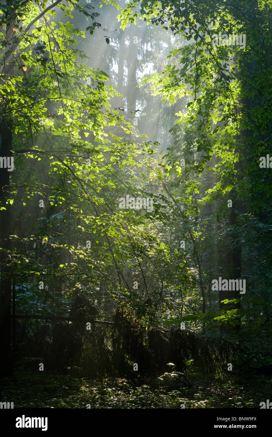 Sunbeam Eingabe reichen Laubwald in nebligen Morgen Stockfoto