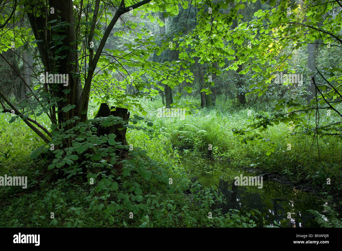 Sommer-Look der natürlichen Laub-Stand mit kleinen Bach überqueren und Zweige hängen über Stockfoto