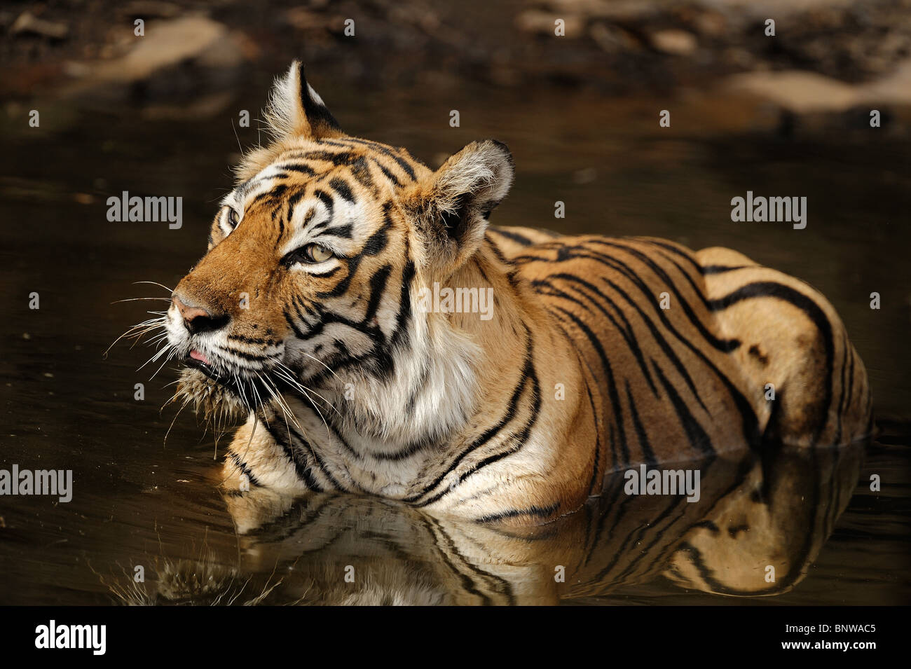 Bengal-Tiger (Panthera Tigris) entspannend in ein Wasserloch, Ranthambore, Indien Stockfoto