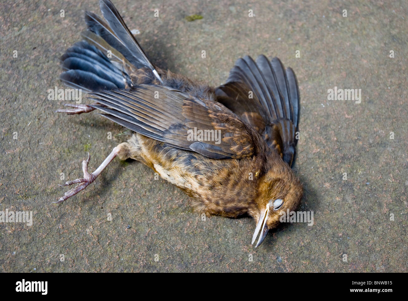 Toter Vogel auf einer Steinplatte Stockfoto