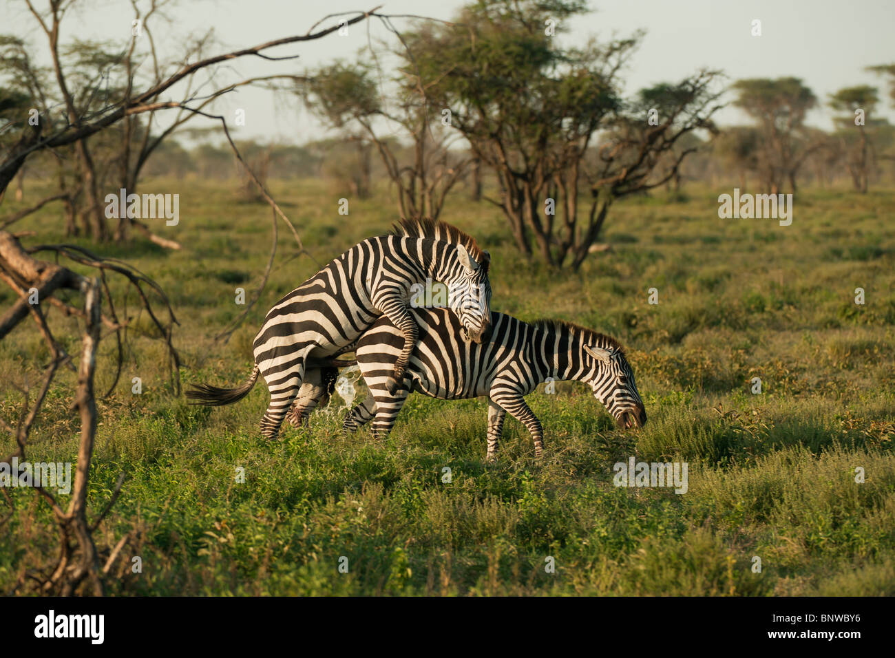 Paarung, Zebras, Serengeti, Tansania Stockfoto