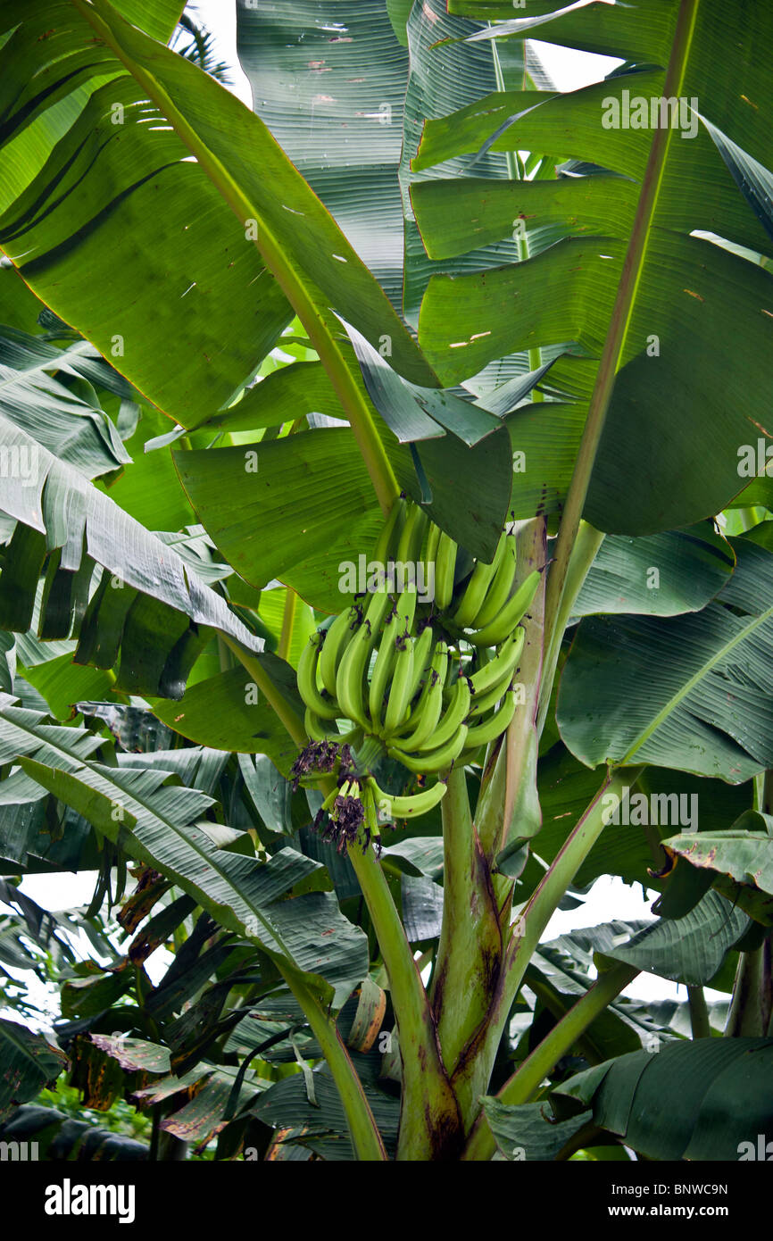 Eine Platane mit Banan Obst drauf Stockfoto