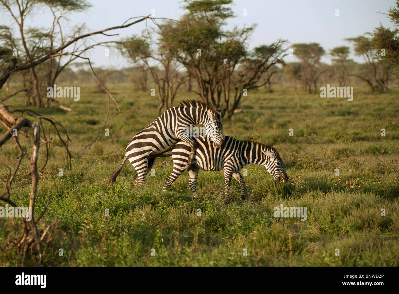 Paarung, Zebras, Serengeti, Tansania Stockfoto