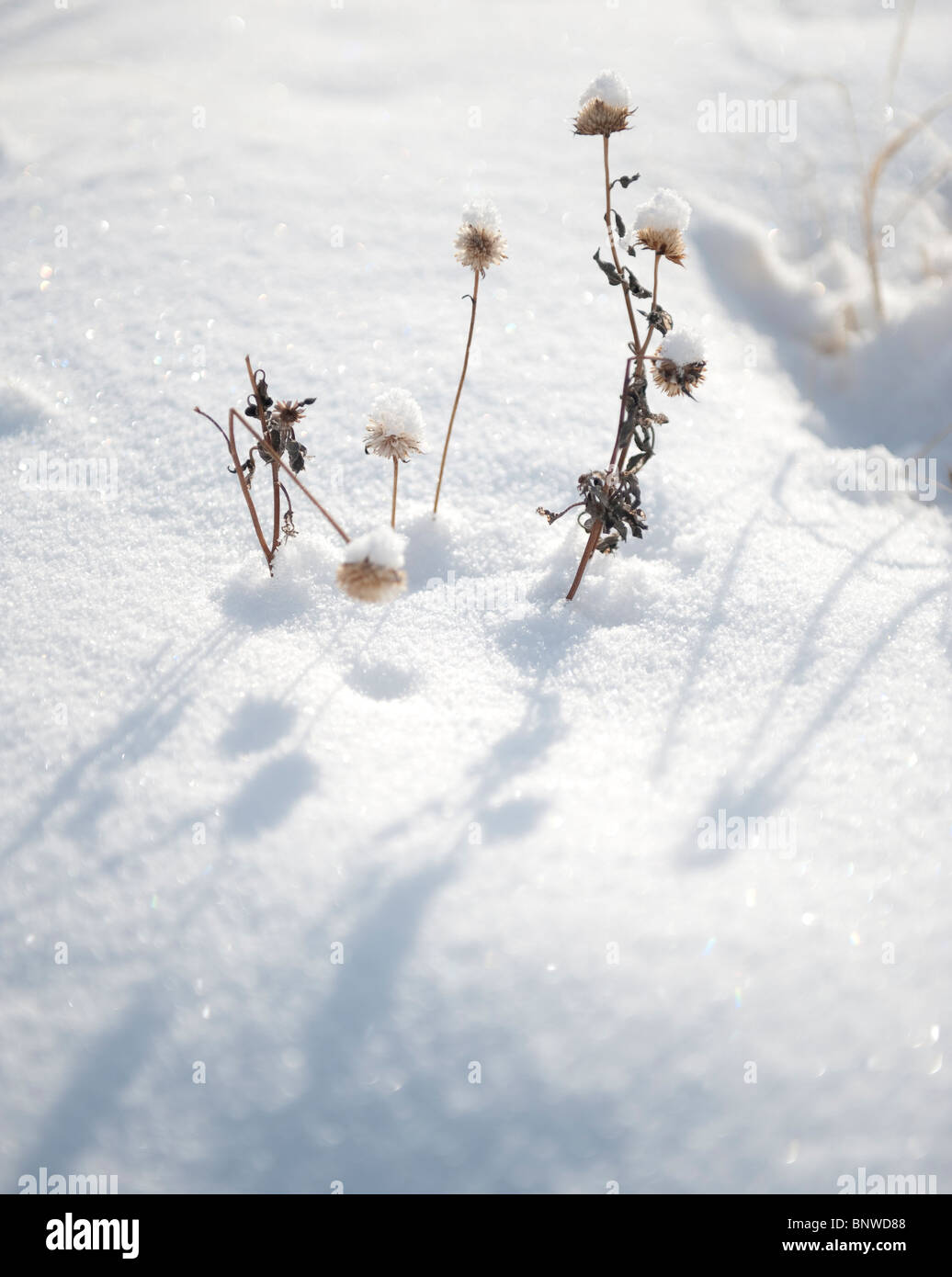 Makro von Schnee bedeckt Wüstenpflanzen. Stockfoto
