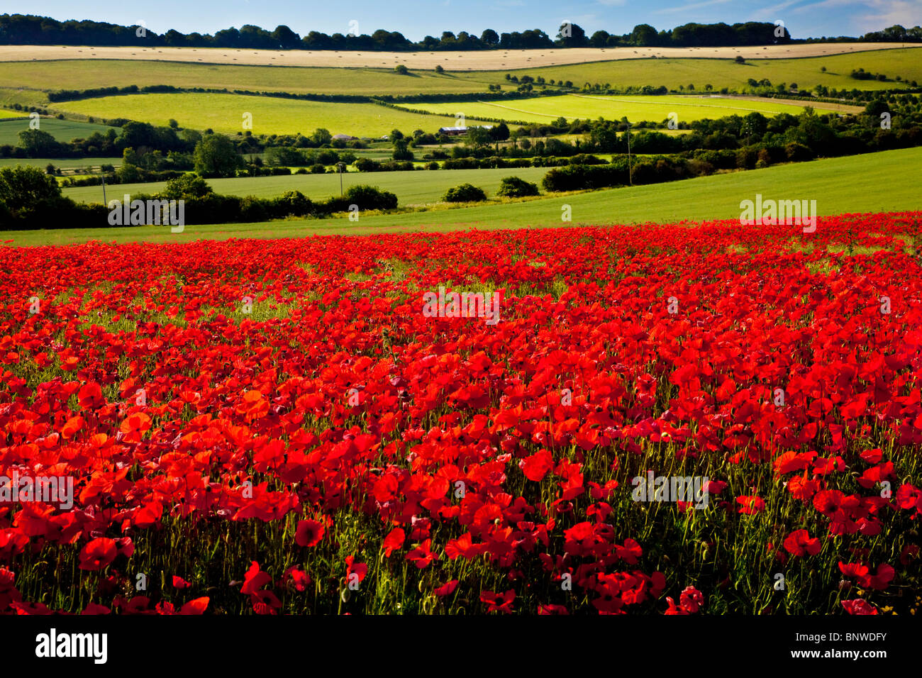 Mohnfelder im Sonnenschein auf die Marlborough Downs, Wiltshire, England, UK Stockfoto