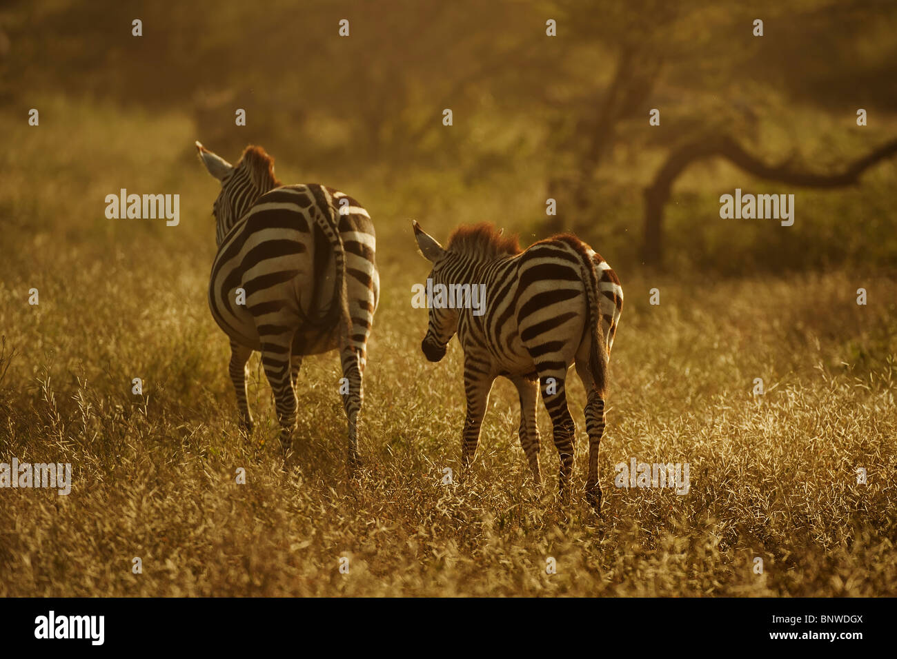 Zebras in der Abenddämmerung, Serengeti, Tansania Stockfoto