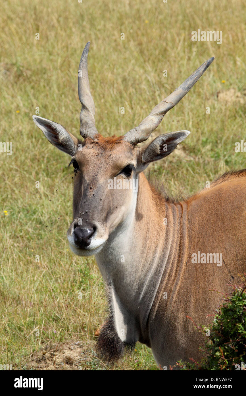 Eland Tauro Oryx-Antilope Stockfoto
