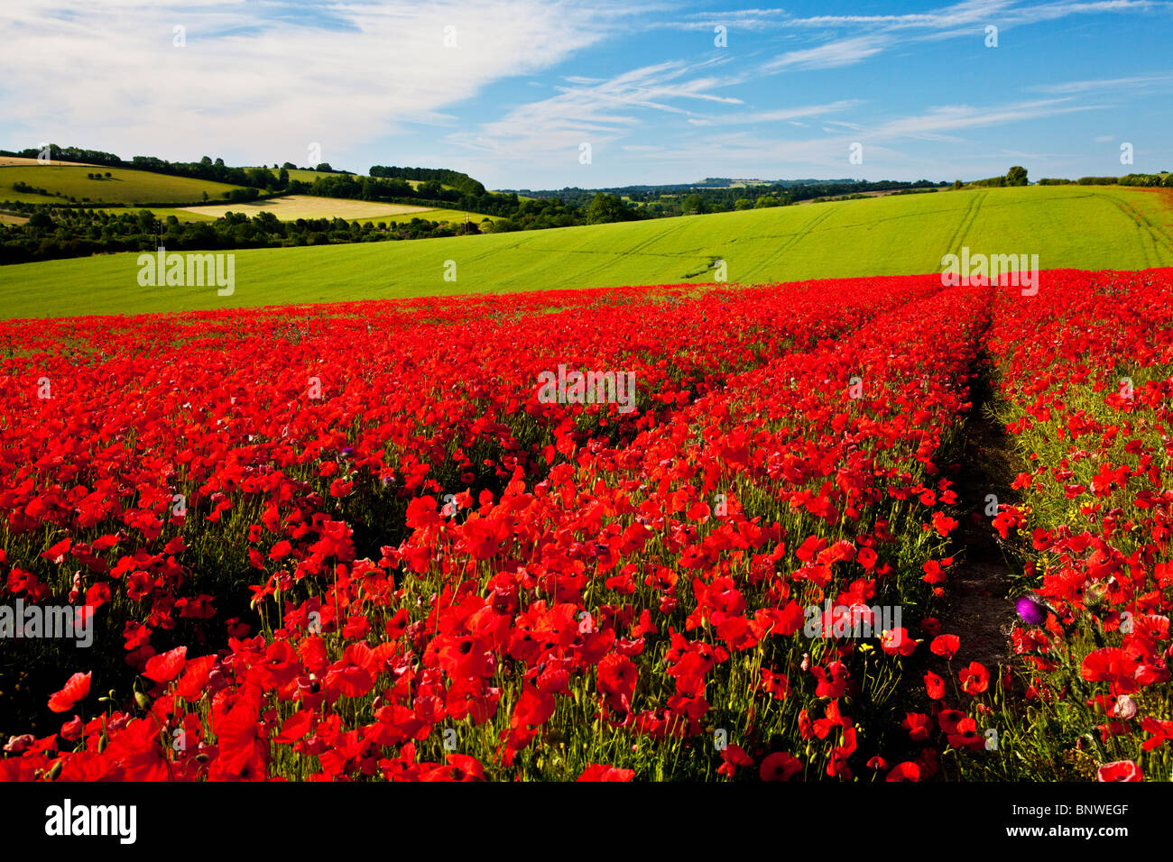 Mohnfelder im Sonnenschein auf die Marlborough Downs, Wiltshire, England, UK Stockfoto