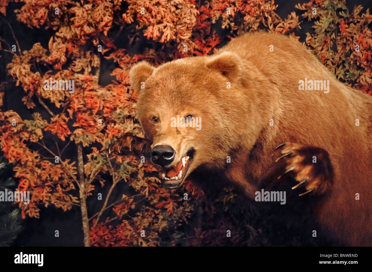 Grizzlybär im Henkelmann Life Sciences Collection im Cumberland Inn Museum, Williamsburg, KY. Stockfoto