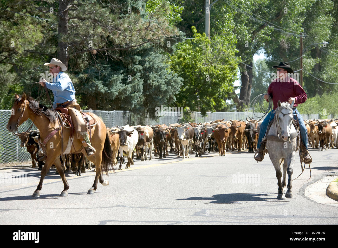 Reiter in einem Viehtrieb Ochsen bringen die Cheyenne Frontier Days Rodeo, auf ihrem Weg nach Cheyenne, Wyoming Stockfoto