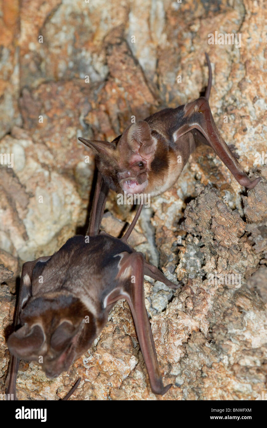 Zwei Harrisons großohrige Freischwanzfledermäuse (Otomops harrisoni) in der Höhle im Zentrum Kenias. Stockfoto
