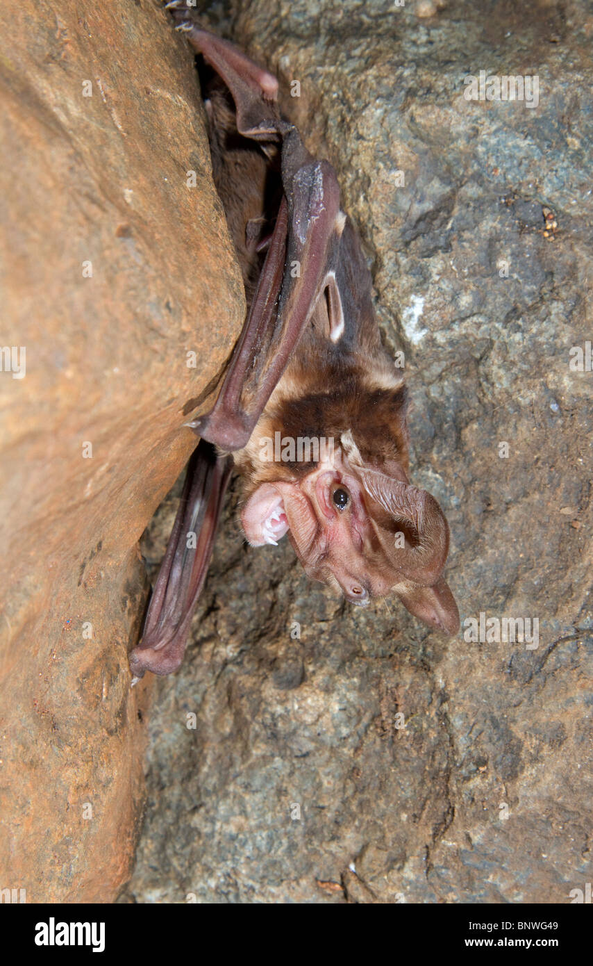 Harrisons großohriges Freischwanzbat (Otomops harrisoni)-Porträt, Zentralkenia. Stockfoto