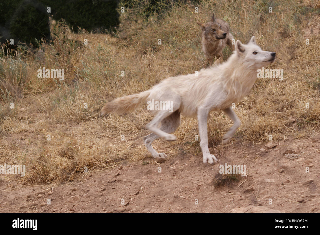 WOLF BEI LOBO PARK ANTEQUERA Stockfoto