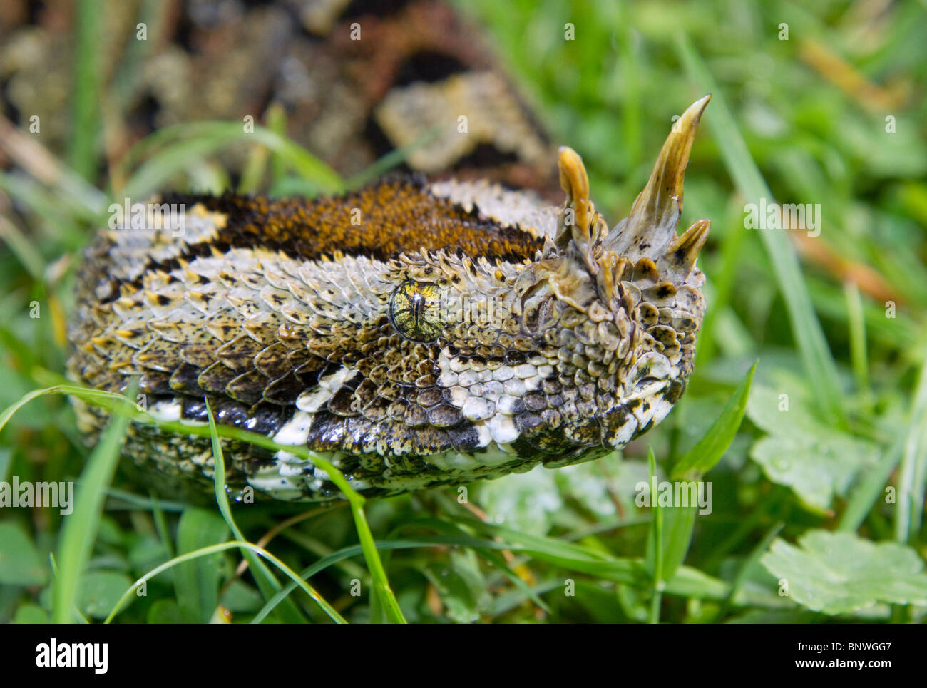 Nashornviper (Bitis nasicornis), Porträt, Westkenia. Stockfoto