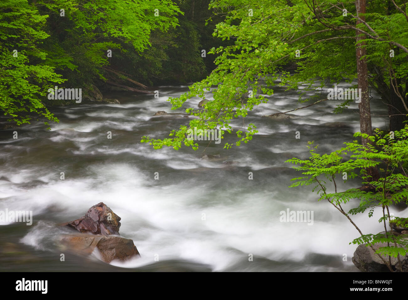 Frühling Kaskaden auf dem mittleren Zinke Flüsschen in den Great Smoky Mountains National Park, USA. Stockfoto