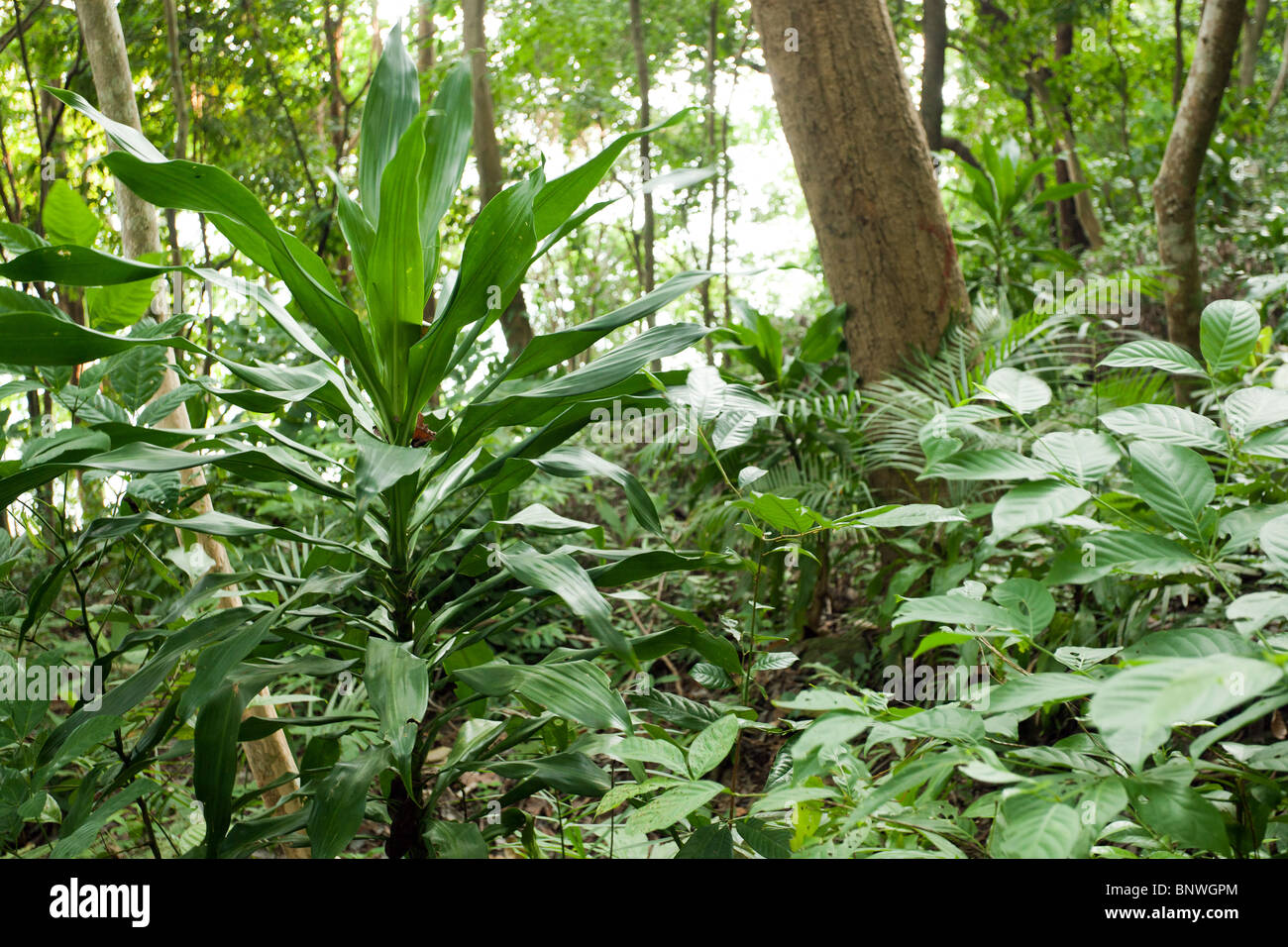 Dracaena und anderen Pflanzen im asiatischen Regenwald Stockfoto